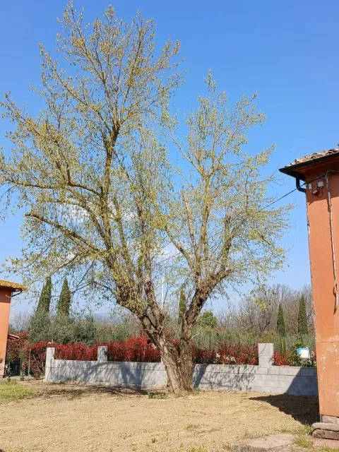 Market Image