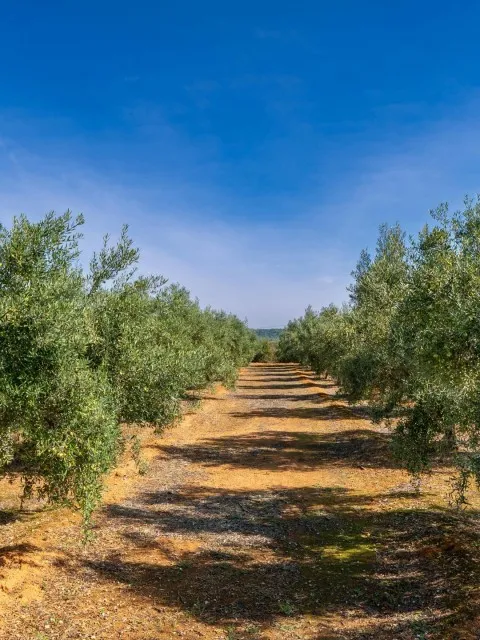 Market Image